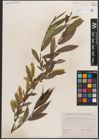 Foto von Salix caudata (Nutt.) A. Heller